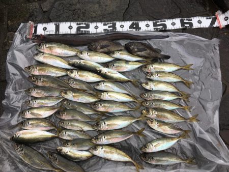 夜釣りが良く釣れる